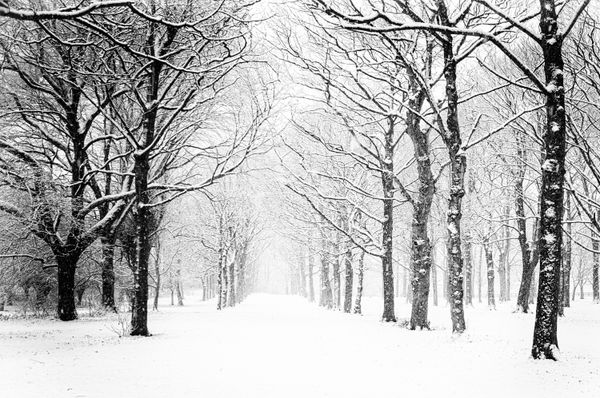 Vinterlandskap - en alle